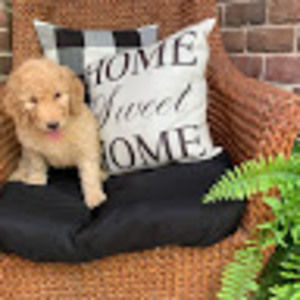 Meet your Posher, Katie